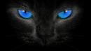 Avatar de Black Cats
