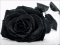 Fleur Noire